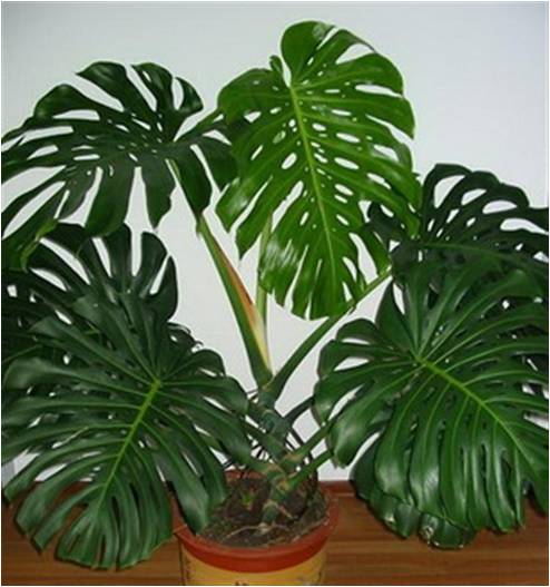 凈化室內空氣功效最顯著的植物