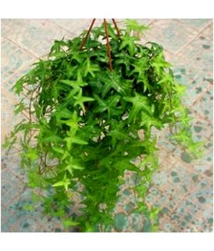 凈化室內空氣功效最顯著的植物