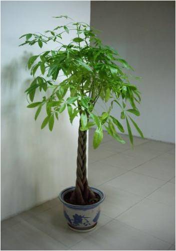 凈化室內空氣功效最顯著的植物