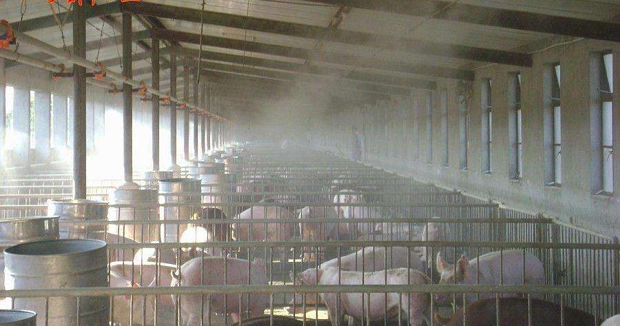 養(yǎng)殖場豬舍采用配霧降溫特性